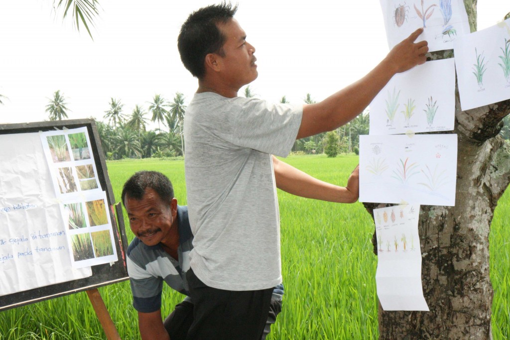 Farmers draw pictures of pest and diseases that they spot in their rice paddies and present to their classmates.
