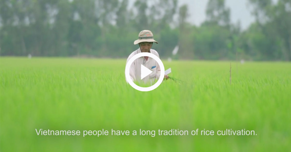 Having lunch in Vietnamese means eating rice: A VDO tells how partnership promotes sustainable rice cultivation in Vietnam