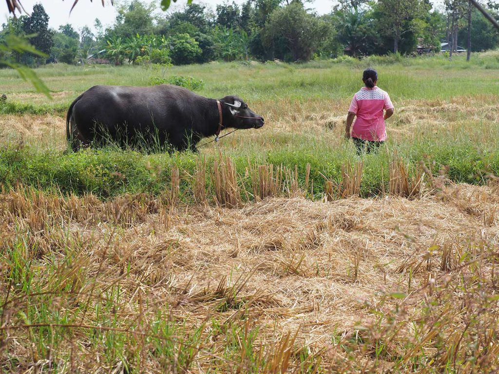 นางบุญเติม ล้วนดี เกษตรกรวัย 50 ปีกับสัตว์เลี้ยงแสนรักในทุ่งนา อําเภอนาเยีย จังหวัดอุบลราชธานี (เครดิตรูปภาพ: GIZ Thailand)