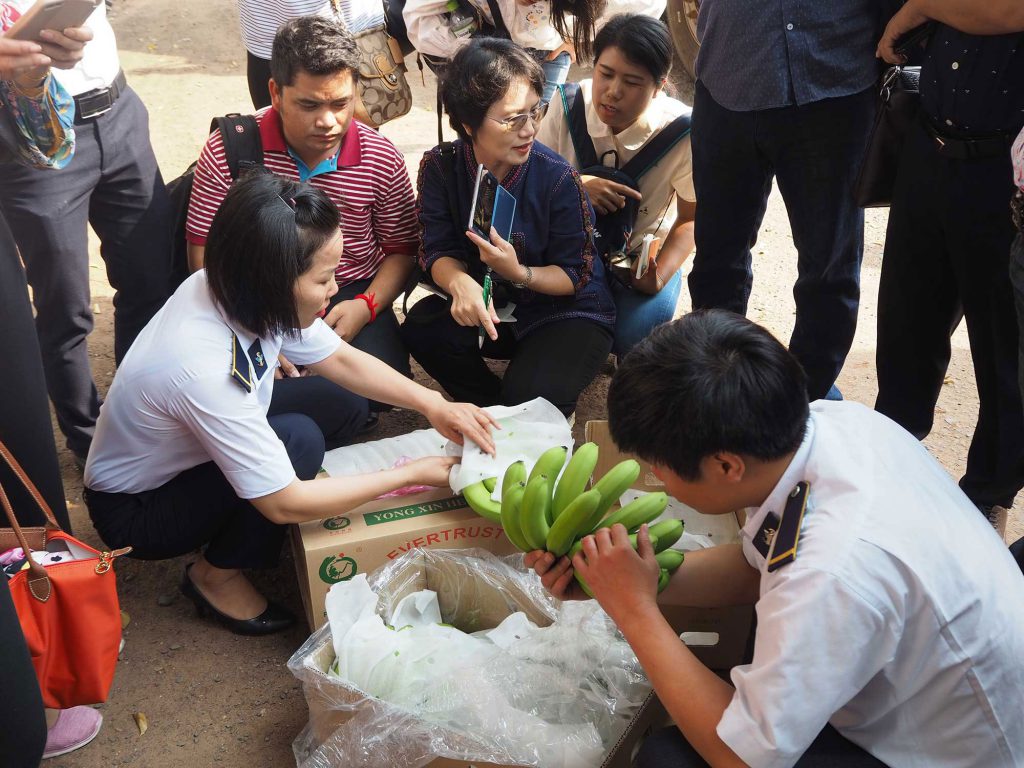Bananas imported from Cambodia are inspected at the quarantine checkpoint in Binh Phuoc province, Vietnam. (Photo credit: GIZ Vietnam)