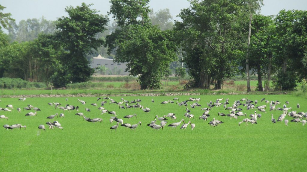Wild birds eat snails in Mr. Thai’s rice field in Dong Thap province, southern Vietnam. (Photo credit: GIZ Vietnam)