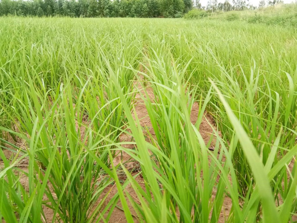 rice field in Roi Ei province