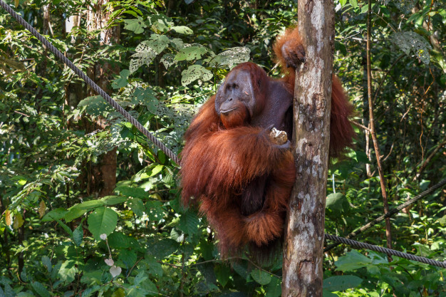 รายงานบัญชีแดงขององค์กรระหว่างประเทศเพื่อการอนุรักษ์ธรรมชาติ (IUCN) ระบุว่า อุรังอุตังทั้ง 3 สายพันธุ์ ได้แก่ บอร์เนียว (Bornean), สุมาตรา (Sumatran) และทาปานูลี (Tapanuli) อยู่ในเกณฑ์ใกล้สูญพันธุ์อย่างยิ่ง หลังได้รับผลกระทบจากการทำลายทรัพยากรป่าไม้ รวมถึงการแผ้วถางป่าเพื่อเพาะปลูกปาล์มน้ำมัน